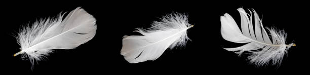 istock white feather of a goose on a black background 1415543756
