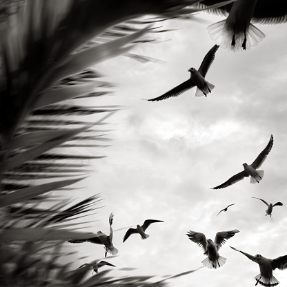 istock Flock of flying seagulls and palm leaf in windy day 1415544865