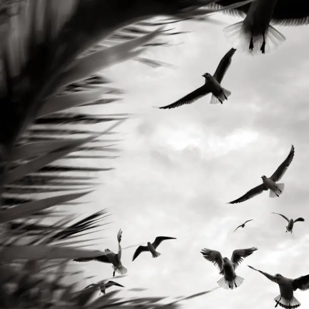 Photo of Flock of flying seagulls and palm leaf in windy day