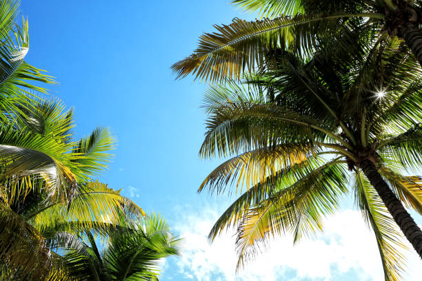 istock Close up shiny palm tree leaf over sunny sky 1415544997