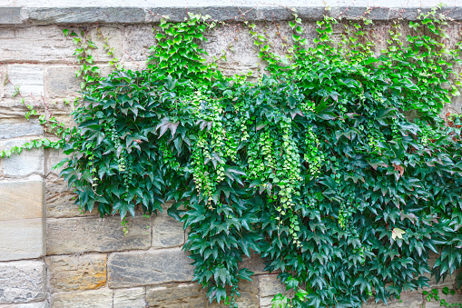 Ivy on the brick wall . Green plants growing on the stone