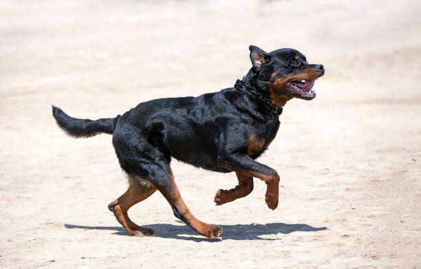 istock training of rottweiler 1415546291