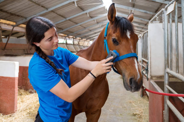 istock Young ethnic woman brushing horse in barn 1415549845