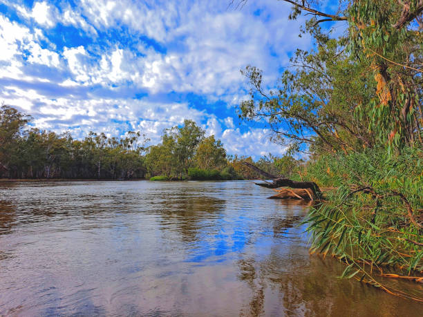 istock Barmah National Park, Victoria, Australia 1415551466