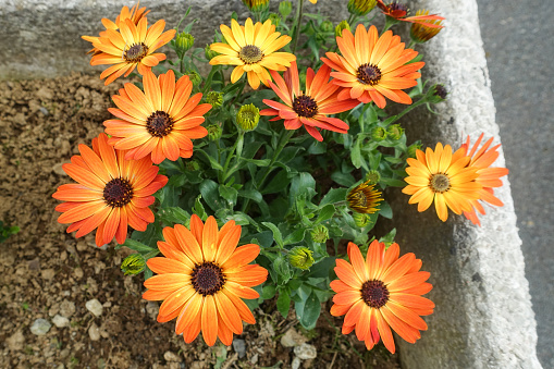 Blooming pretty orange and yellow anthemis flowers in a planter