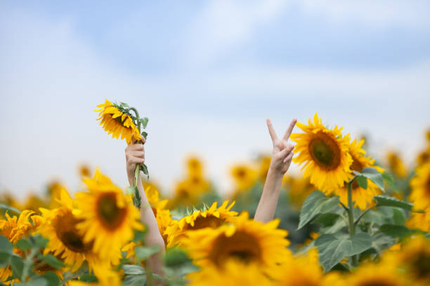 Close up of female hands with flower and victory sign sticking out from sunflower field . Hello august. stock photo