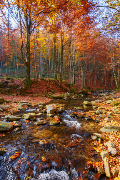 istock water stream in the forest 1415553142