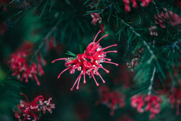 Blooming pink Erica carnea flowers