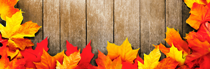 Golden yellow orange red maple leaves close-up. Shabby wooden background.  Bright autumn foliage background. Fall panoramic backdrop. Top view. Copy space for your text