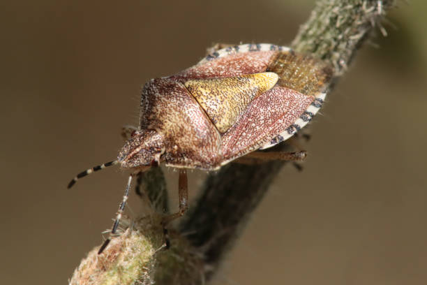 istock Punaise des baies (Dolycoris baccarum) 1415556555