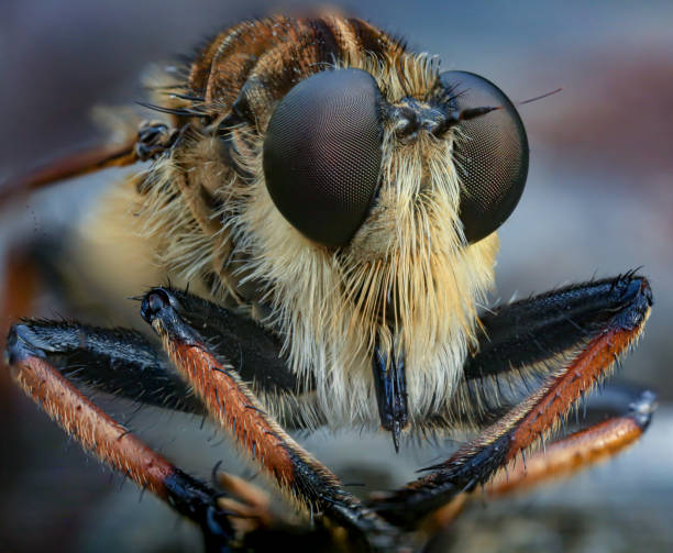 istock robberfly head taken with macro photography. 1415556596