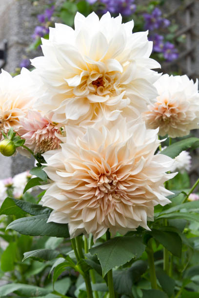 Dahlia Cafe au Lait with creamy-white flowers bloom in summer stock photo