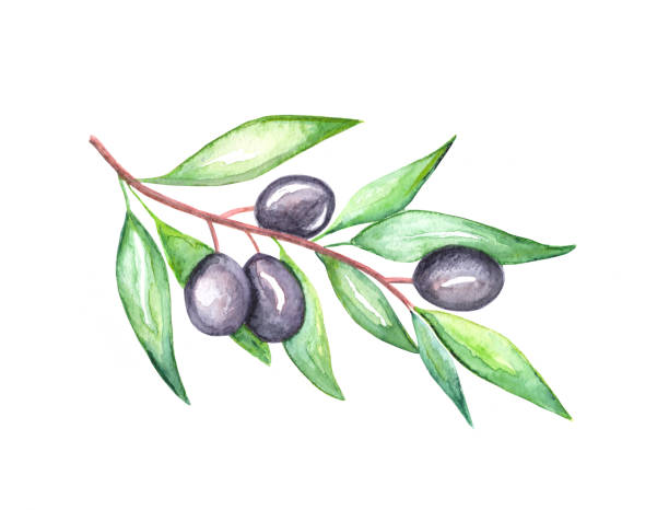 istock Olive tree branch watercolor with green leaves and olives 1415557570