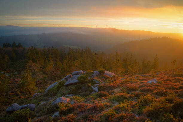 istock Golden sunset over pine forests and heather covered rocks 1415557813