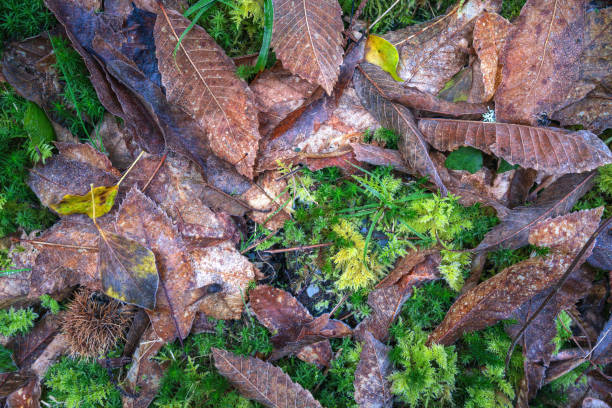 Forest floor background with dry leaves moss and chestnuts and a light frost