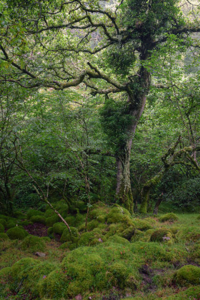 istock Thick carpet of moss in a humid Atlantic forest 1415557849