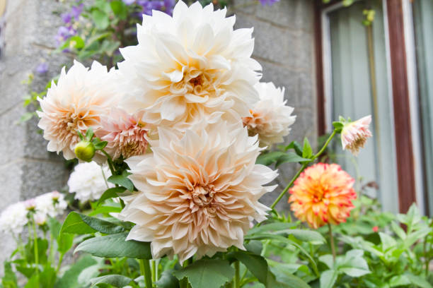 Close-up image of the beautiful summer flowering cream blush 'Decorative' Dahlia 'Cafe au lait' flower stock photo