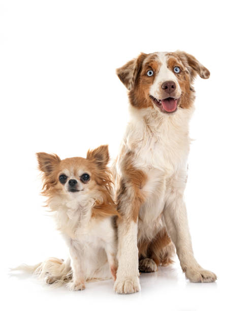 istock Miniature American Shepherd and chihuahua 1415558303