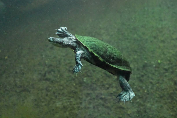 istock Australian Snake Neck Turtle with a Green Mossy Shell 1415558351