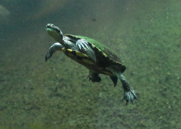 istock Swimming Snake Necked Turtle in Green Murky Waters 1415558931