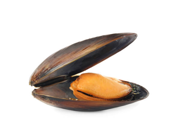 istock One fresh open mussel isolated on white 1415558940