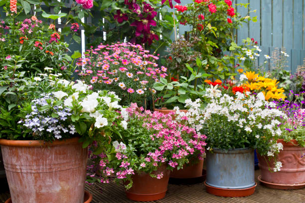 Summer containers with full of colourful flowers in backyard patio, July stock photo