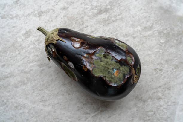 Eggplant affected by rot and bacterial fungi lies on a concrete surface