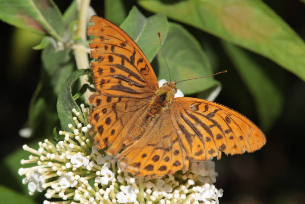 Tabac d'Espagne (Argynnis paphia) Argynnis paphia foraging silver washed fritillary butterfly stock pictures, royalty-free photos & images