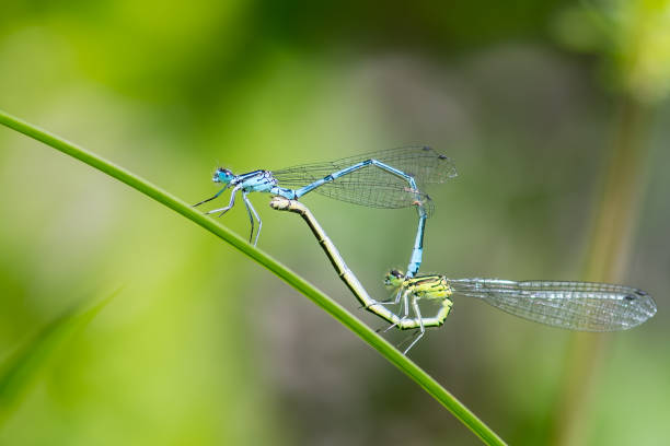 istock Damselflies mating on a stem 1415561423