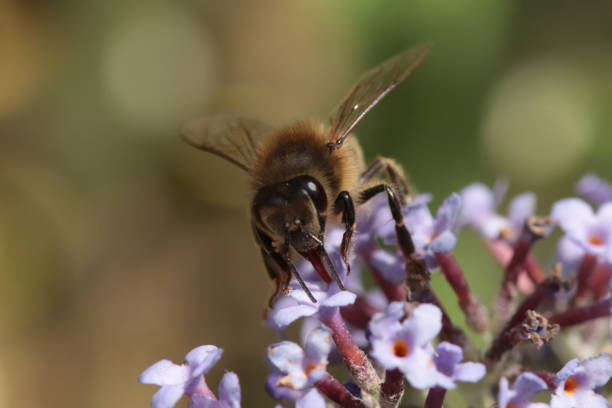 istock Abeille domestique (Apis mellifera) 1415562490