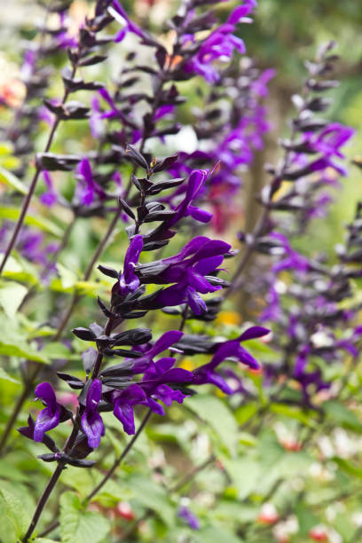 Close up image of Salvia 'Amistad'. Salvia Amistad is loved by pollinators stock photo