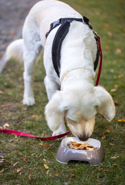 istock Grilled pork ears in a restaurant with a dog menu 1415562961