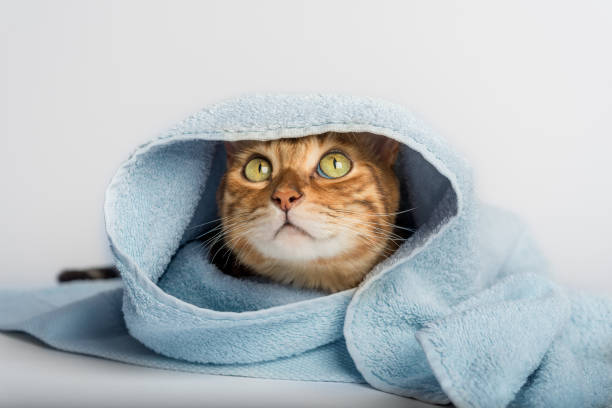 istock Bengal cat wrapped in a blue towel on a white background. 1415563237