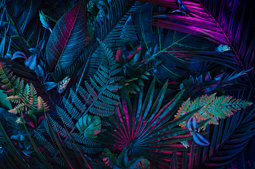 Diseño creativo instalado con plantas tropicales de colores que brillan en el fondo oscuro. photo
