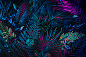 istock Creative layout installed with tropical colorful plants forest glow in the dark background. 1415563302