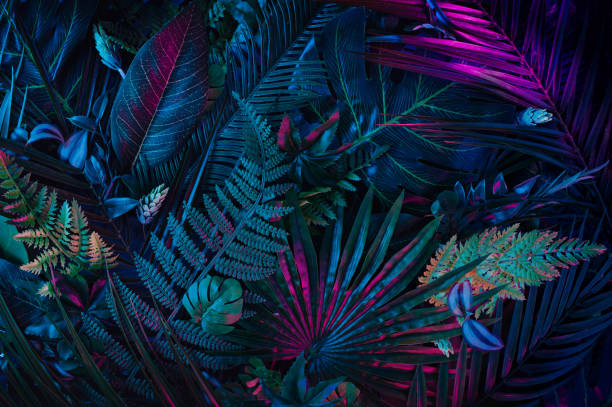 Creative layout installed with tropical colorful plants forest glow in the dark background. Modern layout installed with tropical colorful plants forest glow in the dark background. Stylized as futuristic art. high contrast stock pictures, royalty-free photos & images