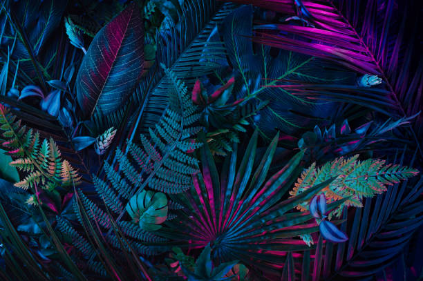 layout criativo instalado com plantas tropicais coloridas floresta brilho no fundo escuro. - rainforest palm tree leaf plant - fotografias e filmes do acervo