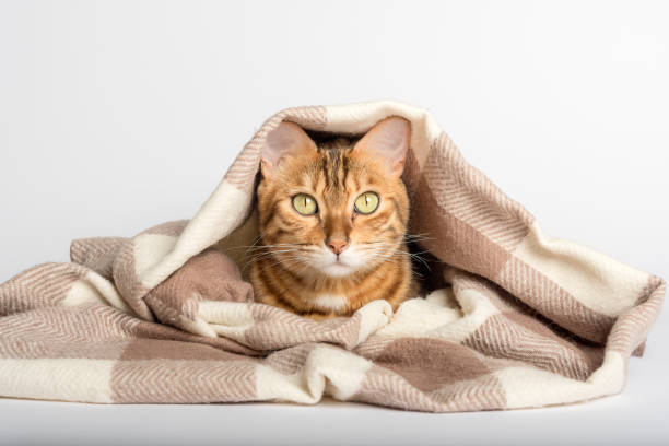 istock Cat under a scarf on a white background. 1415563394