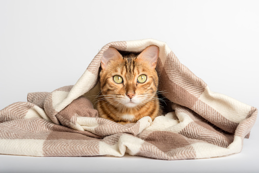 Cat under a scarf on a white background. The pet is wrapped in a woolen scarf.