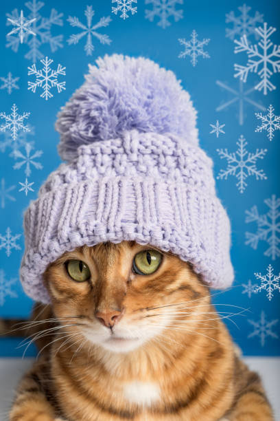 istock Bengal cat sits in a knitted purple hat. 1415563408