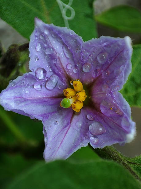 istock Flower of Eggplant 1415565736