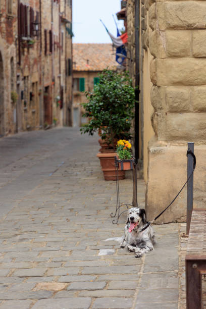 istock English setter dog 1415566426