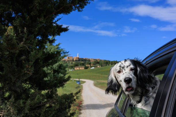 istock English setter dog 1415566434