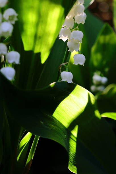 istock Lily of the valley 1415567135