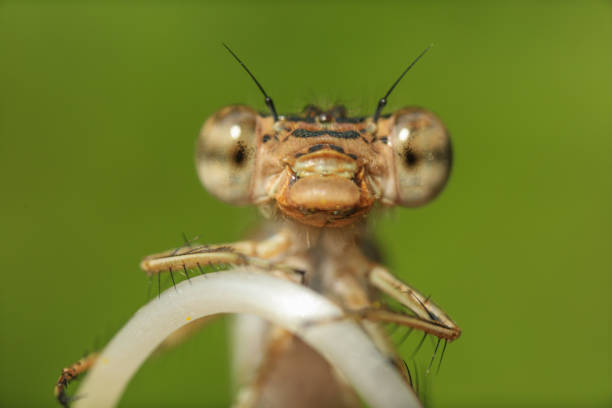 istock damselfy taken with macro photography. 1415568441