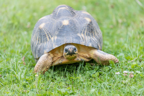 istock Front view portrait of radiated tortoise 1415568603