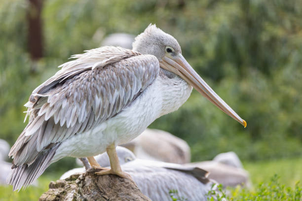 Pink-backed pelican is posing outdoors.