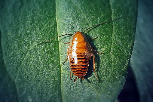 Ectobius vittiventris Amber Wood Cockroach Nymph Insect. Digitally Enhanced Photograph.