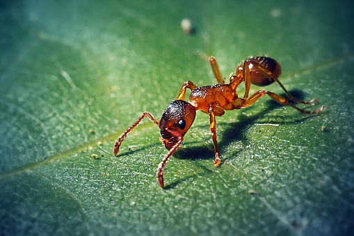 Myrmica rubra Formicidae Common Red Ant Insect. Digitally Enhanced Photograph.