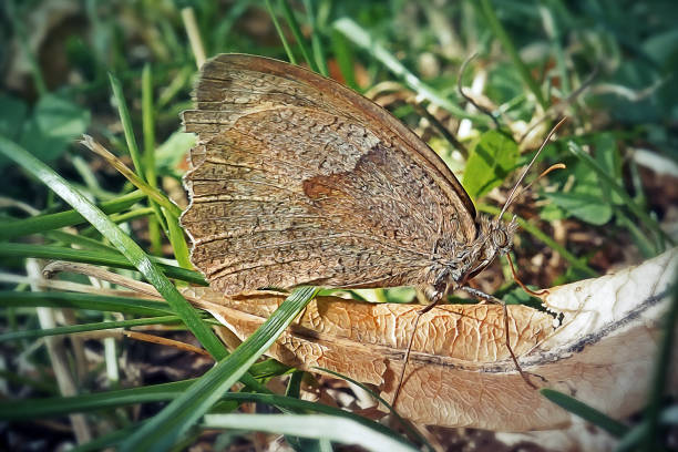 Maniola jurtina Meadow Brown Butterfly Insect. Digitally Enhanced Photograph.